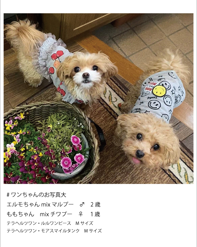 愛犬自慢